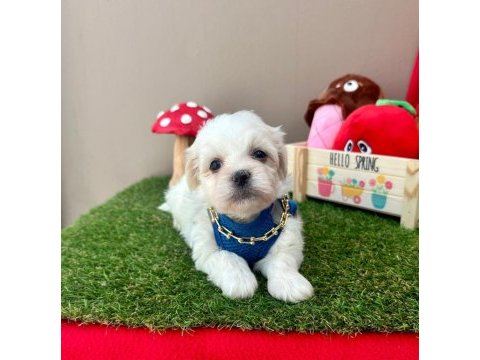 Korea maltese terrier baby cep boy