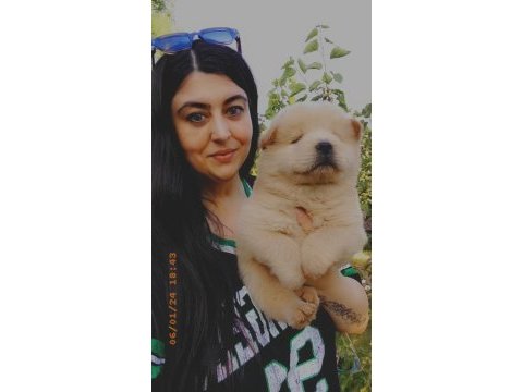 Çin aslanı chow chow