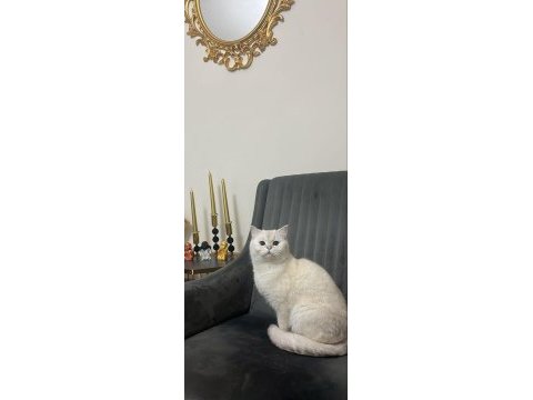 Sevimli british shorthair kedicik
