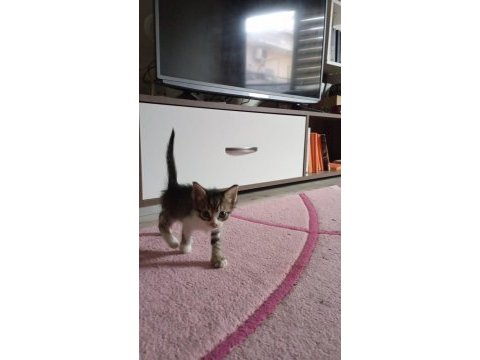 2 aylık erkek kardeş kediler