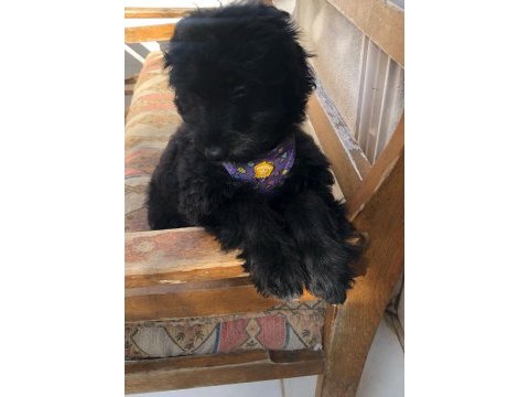 Maltese terrier yavru