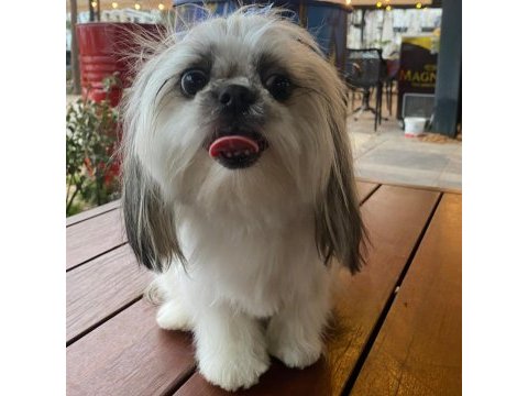 Shih tzu yavrularımız