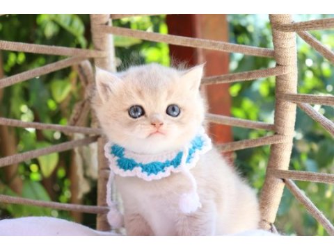 Safkan british shorthair blue golden