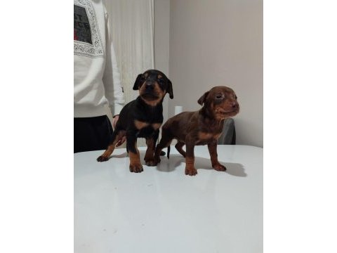 Doberman yavrusu
