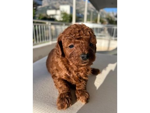 Toy poodle dişi köpeği