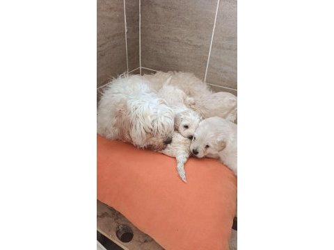 Beyaz ve renkli terrier bebekler