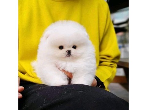 Kar beyazı pomeranian yavrularımız
