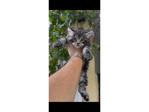 Anne babası üst düzey maine coon bebeklerimiz