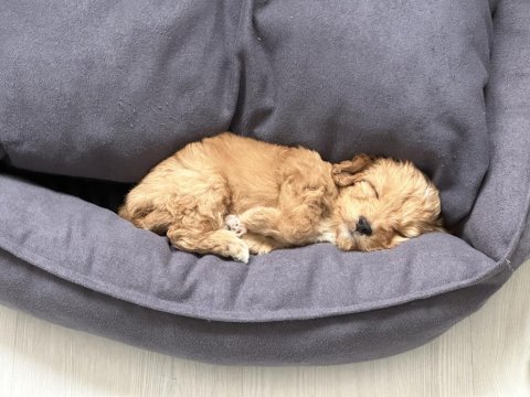 9 haftalık yavru maltipoo