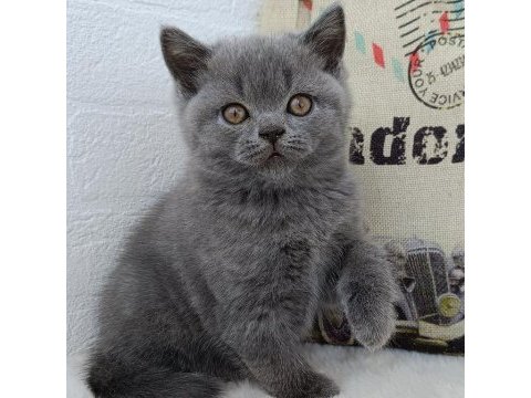 Safkan british shorthair gri yavrular