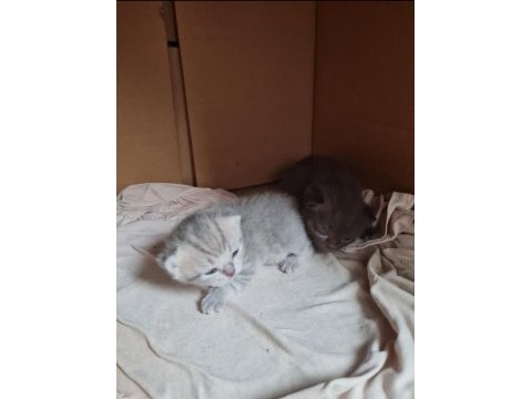 21 nisan doğumlu british shorthair yavru kediler