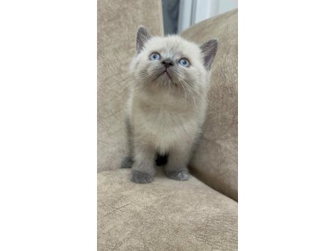 Safkan british shorthair ayı surat top kafa bebiş