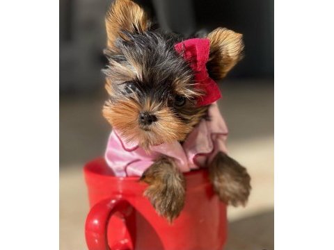 Teacup yorkshire terrier bebekler antalya