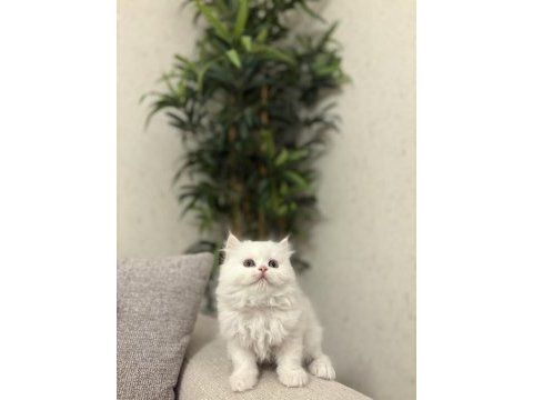 Brıtısh longhaır yavrularım 