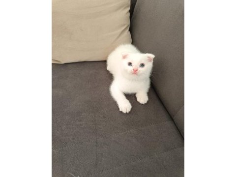 Scottish fold erkek