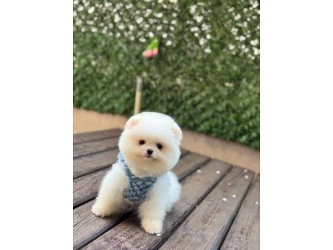 Pomeranian boo prensimiz