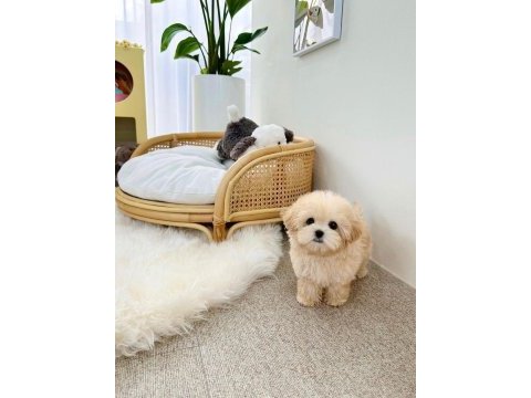 Maltipoo yavrularım