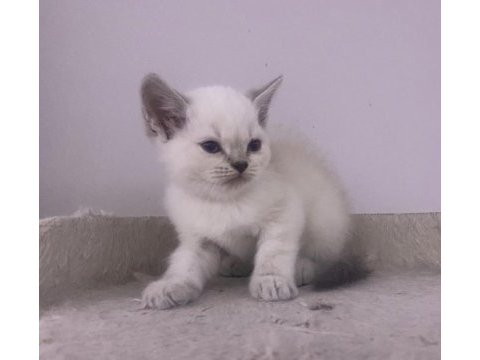 Giresunun en orijinal yavru kedileri