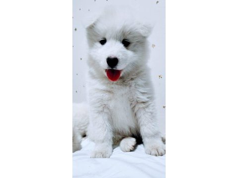 Eşsiz samoyed yavrularımız