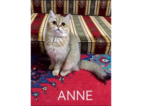 British shorthair yavrular