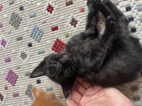 Denizli ücretsiz kedimiz 2,5 aylık