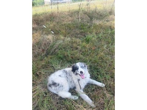 Dünyanın en zeki köpeği olan border collie