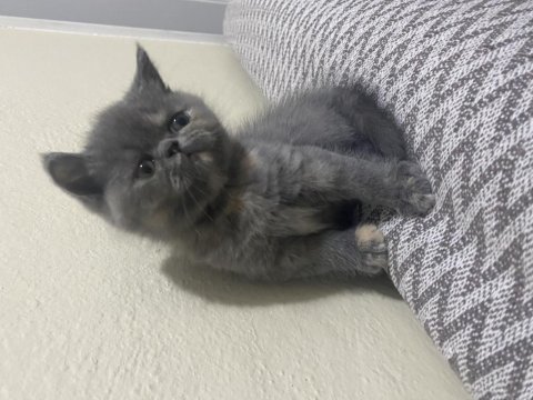 2 aylık british shorthair