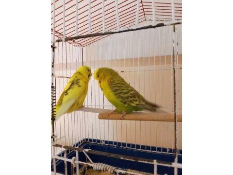 Show jumbo çift muhabbet kuşu