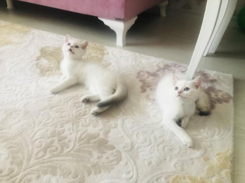 British shorthair yavrumuz sahiplendirilecek
