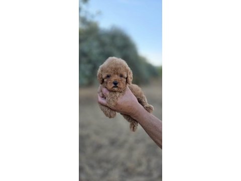 Toy poodle yavrularımız