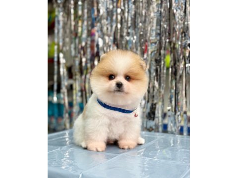 Safkan pomeranian boo bebekler
