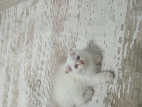 65 günlük dişi kedimiz