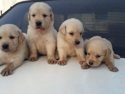 Irk garantili golden retriever yavrularımız hazır