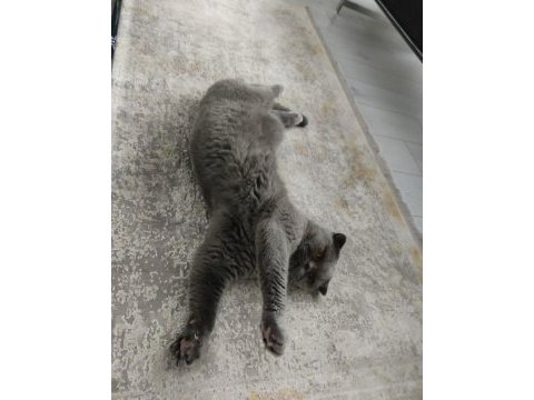 Ücretsiz sahiplendirme scottish fold
