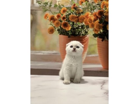 Scottish fold yavrularımız 