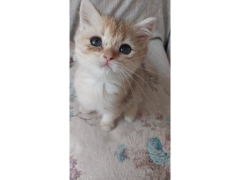 British shorthair golden ny12 ny11