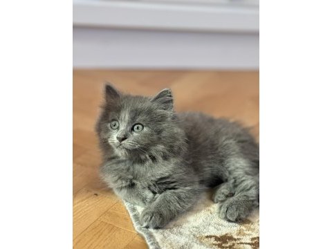 British shorthair blue