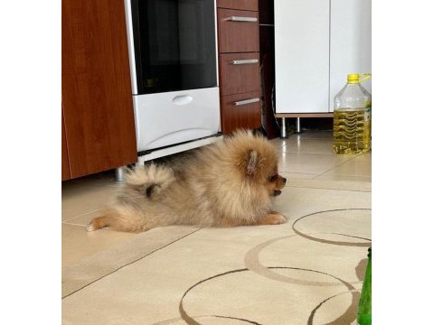 2 kız 1 erkek pomeranian portekiz lizbon berlin