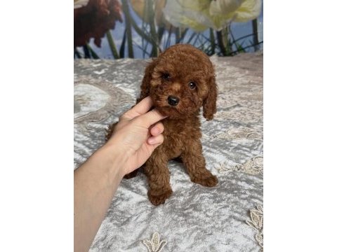 Toy poodle yavrular