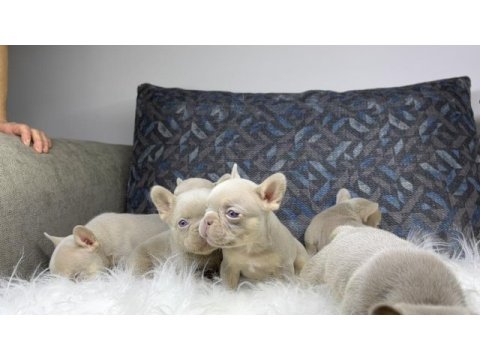 Renkli gözlü ev ortamında bakılan french bulldog yavrularım