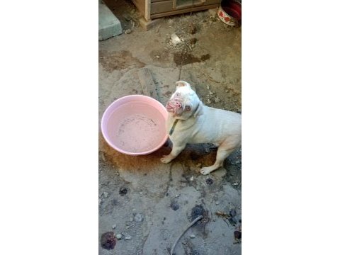 2 yaşında pink pug erkek