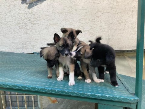 Barniesse golden mountain dogx husky mix
