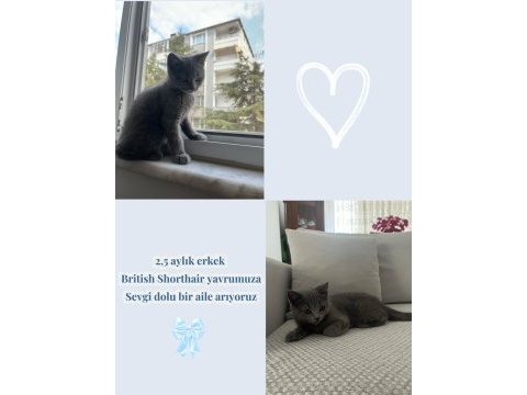 3 aylık british shorthair erkek yavrumuza yuva arıyoruz