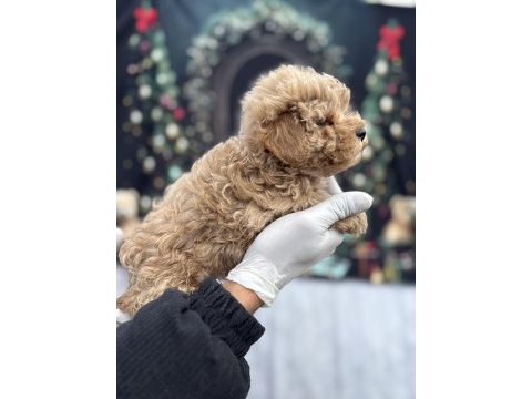 Mini boy maltipoo sahibini bekliyor