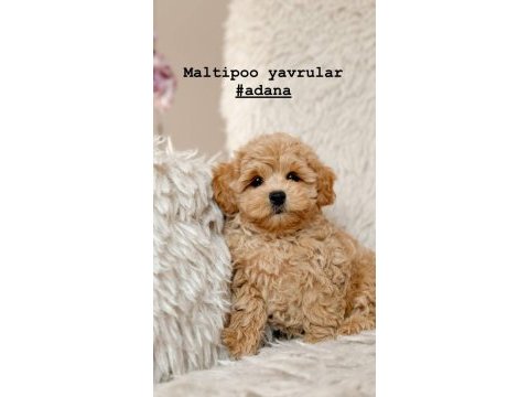 Efsane maltipoo korean yavru
