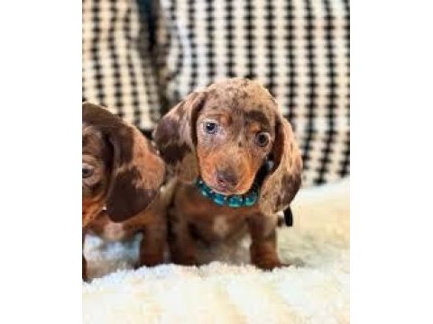 Merle dacshund en özel renk bebekler