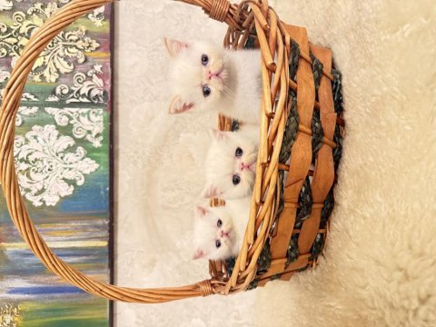 Exotic shorthair iddia ediyorum ülkedeki en iyi yavrular