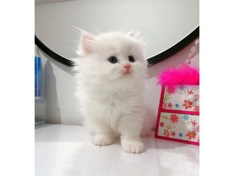 Muhteşem chinchilla güzellik