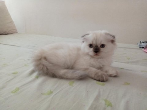 Uyguna brittish longhair acil 2 aylık dişi