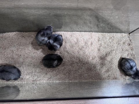 Rus cüce hamster (panda gonzales)